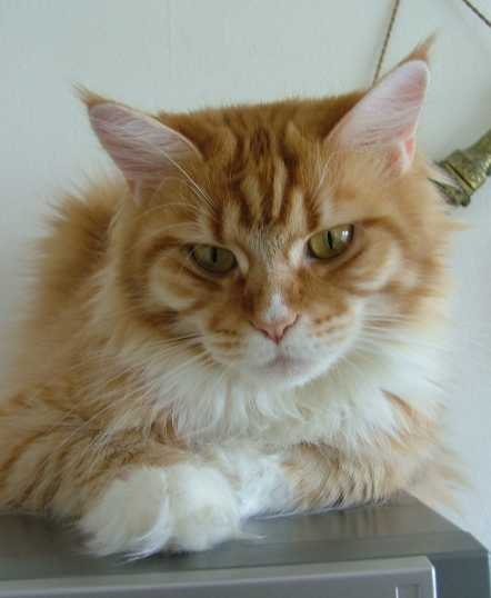 Langsteich's Ch. Fable