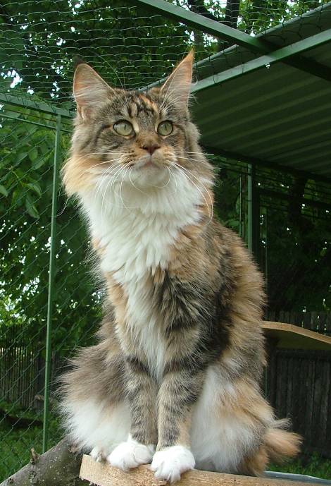 Kiss Me Trinity Hairy majesty, Cz