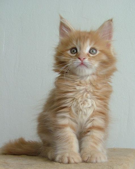 Gameboy z Matrixu, Cz