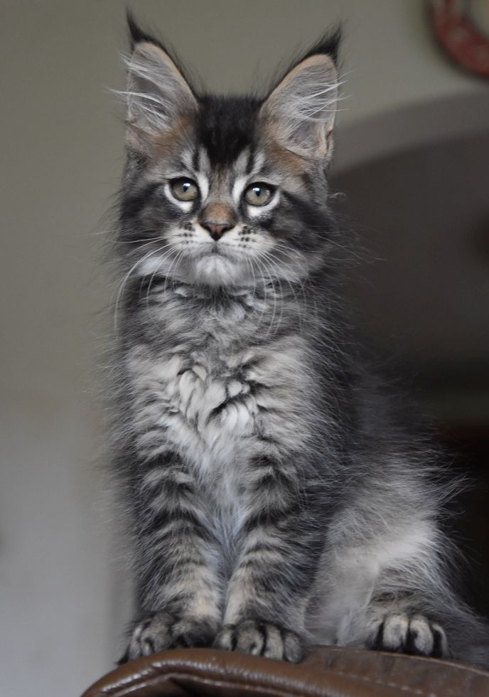 Zmatrixu Naomi maine coon Zmatrixu Naomi maine coon