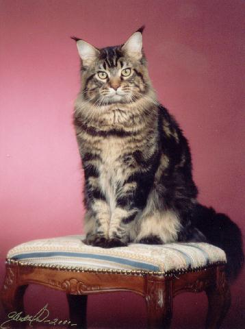 EC Koontucky King Arthur of Escape's